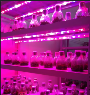 紅藍(lán)光6:4植物生長(zhǎng)燈管適用范圍照射時(shí)間